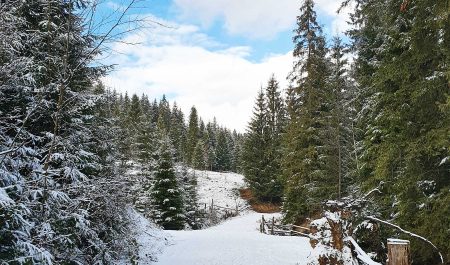 About winter holidays in the Carpathian mountains