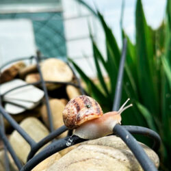 Улиточная ферма Mons Snail