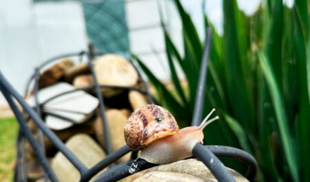 Улиточная ферма Mons Snail