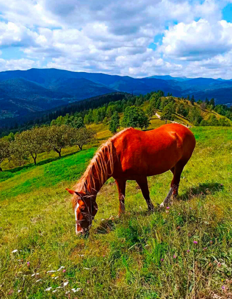 Гора Маковиця (Яремче) легкий маршрут і панорама Карпат