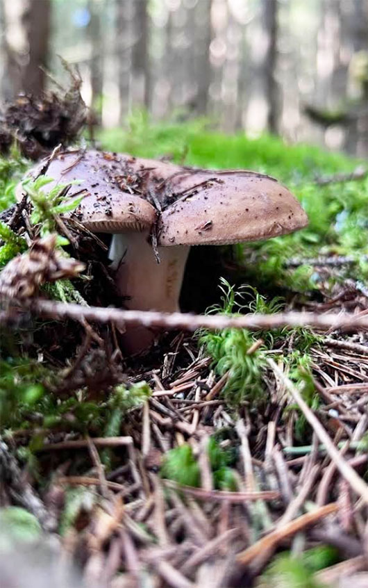 Гора Бабин Погар