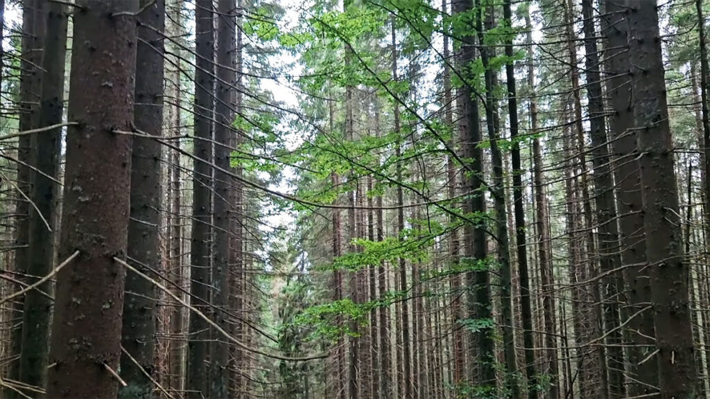 Гора Бабин Погар