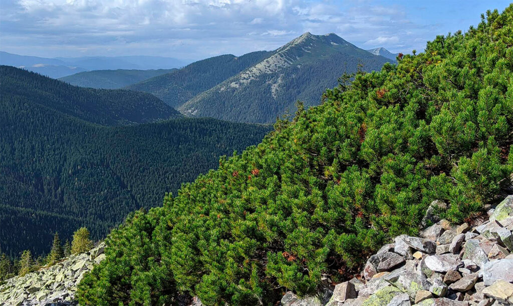 Гора Довбушанка 1754 м